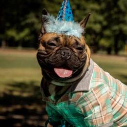 French Bulldogs from Clarence's French Bulldogs
