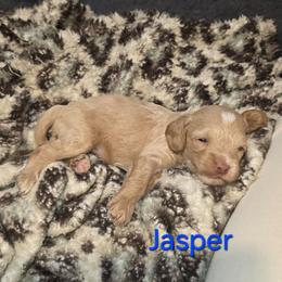 Jasper - Cream male Cockapoo puppy in Holden, Missouri from Rouffman Doodles