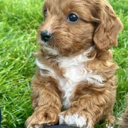 Rusty - Red male Cavapoo puppy in Mona, Utah from Small Town Cavaliers