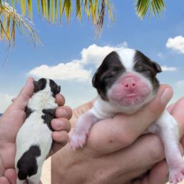 Boy 2 - Liver and white male Shihpoo puppy in Coshocton, Ohio from Forever Family Puppies