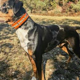 Kaiser - Catahoula Leopard Dog