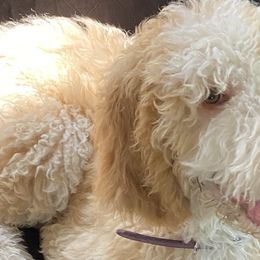 Purple - Female - Fawn and white Sheepadoodle puppy in Hollywood, South Carolina from Pam’s Sheepadoodle’s