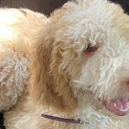 Purple - Female - Fawn and white Sheepadoodle puppy in Hollywood, South Carolina from Pam’s Sheepadoodle’s