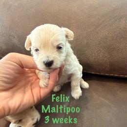 Felix - Champagne male Maltipoo puppy in Paden, Oklahoma from Logan's Perfect Puppies