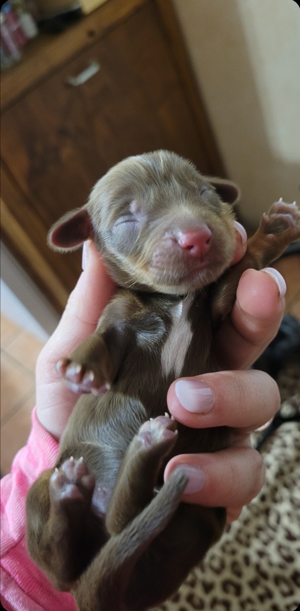 Girl 3 - Chocolate and tan Dachshund puppy in Choctaw, Oklahoma from TS Performance Horses & Dachshunds