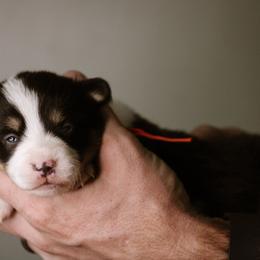 Ruth - Black and tan female Pembroke Welsh Corgi puppy in South Otselic, New York from Ridge Top Corgis