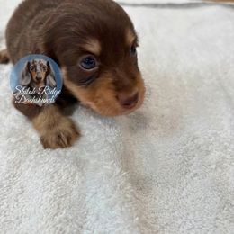 Oakley- Oak - Chocolate and cream male Dachshund puppy in Adamsville, Tennessee from Shiloh Ridge Dachshunds