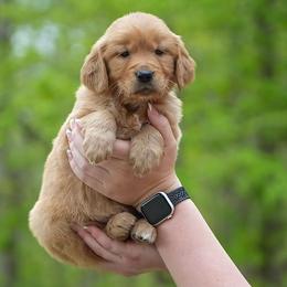Zinnia - Golden female Golden Retriever puppy in Saint Joe, Indiana from Golden Acres Farm
