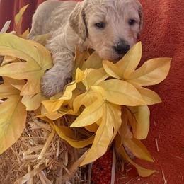 Poodle Puppies from Kurtz Poodles