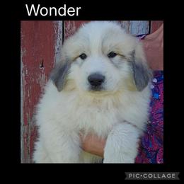 Wonder- black collar - White and badger male Great Pyrenees puppy in Mikado, Michigan from Brittain Family Farm