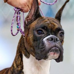 Boxers from Halo Boxers