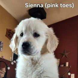2nd pick - Light golden female Golden Retriever puppy in Clay Center, Nebraska from Storm Chasers- Golden Retrievers & Basset Hounds