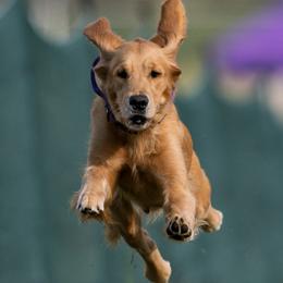 Golden Retrievers from Revival Retrievers