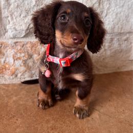 Remi - Dachshund