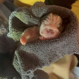 Shih Tzu Puppies from Cutshall Babies
