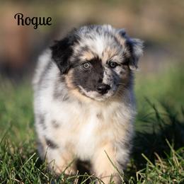 Rogue - Blue merle female Australian Shepherd puppy in Benton City, Washington from Eventide Australian Shepherds