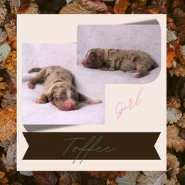 Toffee - Red merle female Australian Shepherd puppy in Cleburne, Texas from Hudson Farm