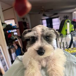 Miniature Schnauzer Puppies from Templin Pups