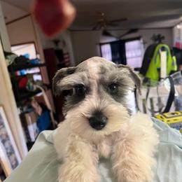 Miniature Schnauzer Puppies from Templin Pups