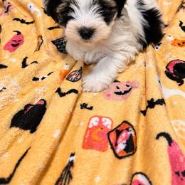 Boots 2000 ckc - Parti male Yorkshire Terrier puppy in Gastonia, North Carolina from Banks Dynasty Kennel