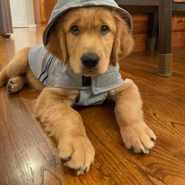 Golden Retriever Puppies from Home Sweet Goldens