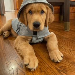 Golden Retriever Puppies from Home Sweet Goldens