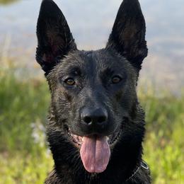 Belgian Malinois and xDutch Shepherds from Alliance K9