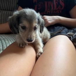 Shaded Cream LH 4000 male, - Cream male Dachshund puppy in Fenton, Michigan from Always Darling Dachshunds