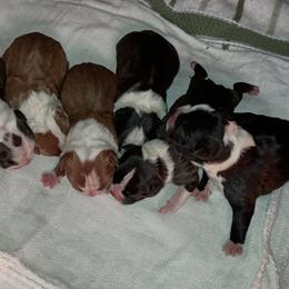 Boston Terrier and French Bulldog Puppies from Reds Studio