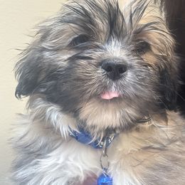 AKC Boy 2 Blue CollarBoy - Parti male Lhasa Apso puppy in Chico, California from Lhasa Apsos of northern Ca . Biewer terriers of northern California