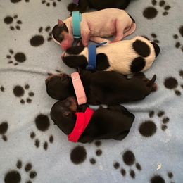 Yorkshire Terrier Puppies from Buddha Babies Yorkshire Terriers