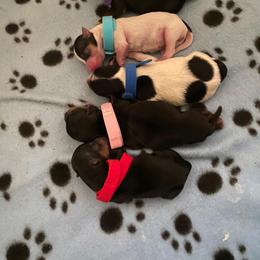 Yorkshire Terrier Puppies from Buddha Babies Yorkshire Terriers