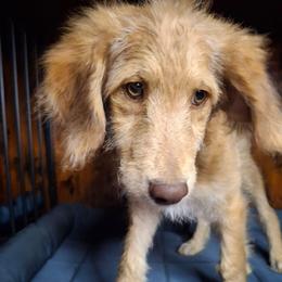 Vivienne - Red female Aussiedoodle puppy in Grand Saline, Texas from Aussies Acre