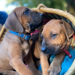 Rhodesian Ridgebacks from StoneRidge