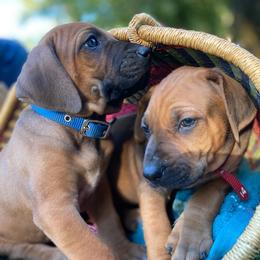 Rhodesian Ridgebacks from StoneRidge