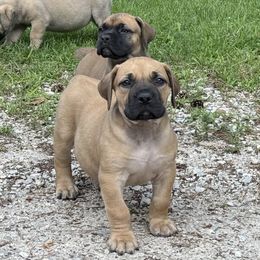 Green Collar - Red male Boerboel puppy in Manitowoc, Wisconsin from Mae Boerboel