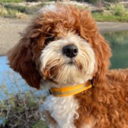 Zan - Goldendoodle