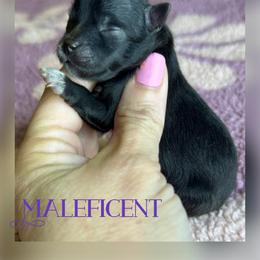 MALEFICENT - Black female Pomeranian puppy in Willis, Texas from Treasured Jewels Pomeranians