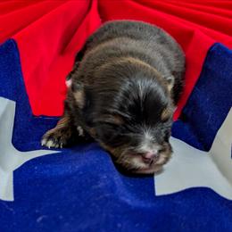 Tova - Black and tan female Pomeranian puppy in Wentzville, Missouri from Pawsome Poms