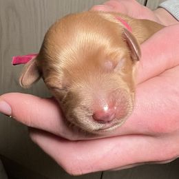 Australian Labradoodle Puppies from Happy-Go-Lucky Australian Labradoodles