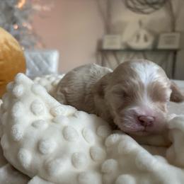 Drew - Buff and white male Cockapoo puppy in Tampa, Florida from Designer Puppy Boutique