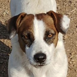 Holly - Russell Terrier