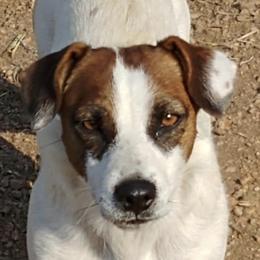 Holly - Russell Terrier