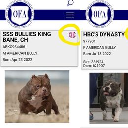 American Bully puppies from Haymaker Bully Camp