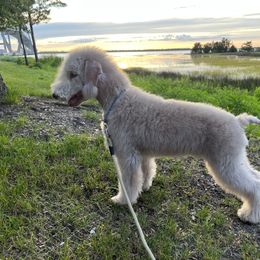 Bedlington Terrier Puppies from Kadence Kennels