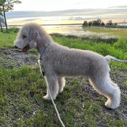Bedlington Terrier Puppies from Kadence Kennels