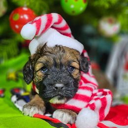 Noel - Sable female Cockapoo puppy in Indiahoma, Oklahoma from Phamily Doodles