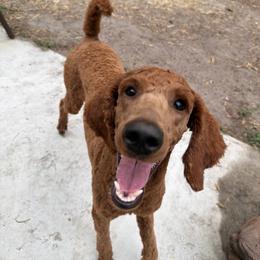 Swan - Red  female Poodle puppy in Swansboro, North Carolina from Monarch Standard Poodles