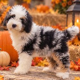 Nutmeg - Blue merle female Bernedoodle puppy in Lakeside, California from True Joy Bernedoodles and French bulldogs