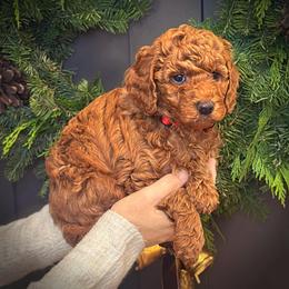 Red Collar Boy - Red  male Poodle puppy in Modesto, California from Dry Creek Poodles
